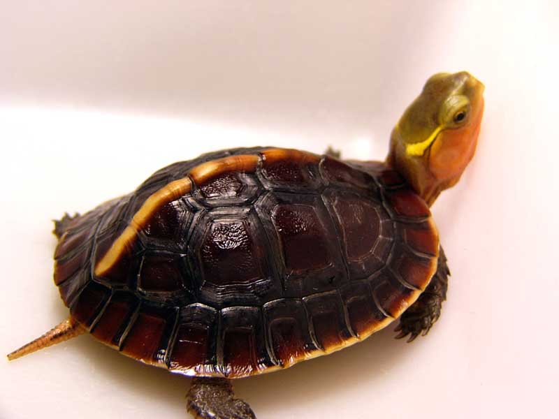 黄缘盒龟龟